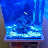 Acquario marino reef AMTRA 30x30x30 completo