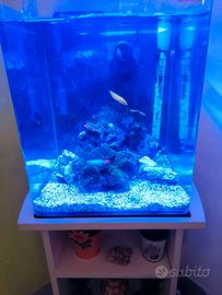 Acquario marino reef AMTRA 30x30x30 completo