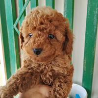 Barboncino toy femmina