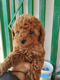 Barboncino toy femmina