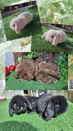 Conigli arieti nani