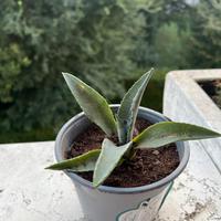 Piantine di agave