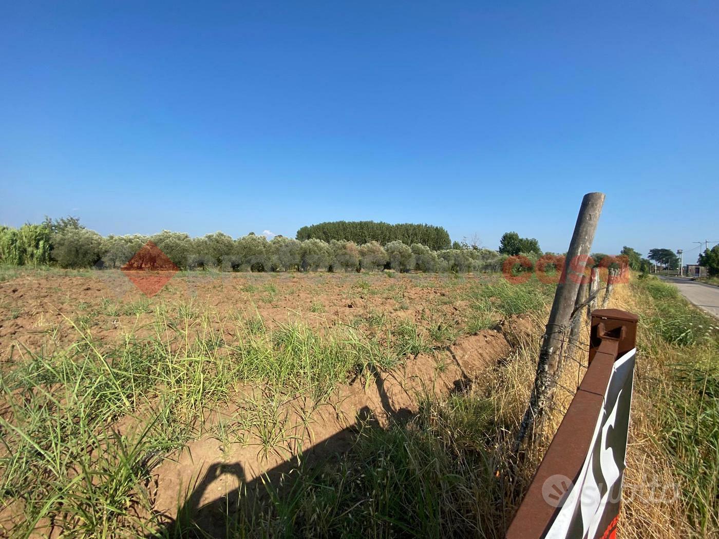 Terreno Agricolo Falciano del Massico - Altro