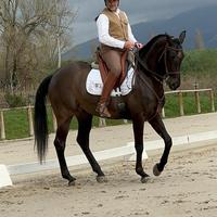 Cavallo luso arabo