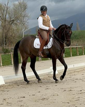 Cavallo luso arabo