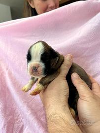Boxer Cuccioli