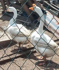 Oche cignoidi bianche