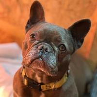 Bulldog francese adulta