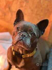 Bulldog francese adulta