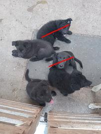 Cuccioli meticci/pastore