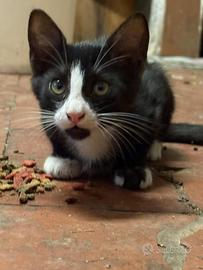 Gattina