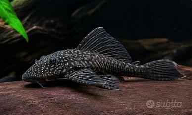 Scambi0 Pleco comune (Plecostomus) pulitore