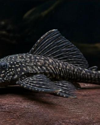 Scambi0 Pleco comune (Plecostomus) pulitore