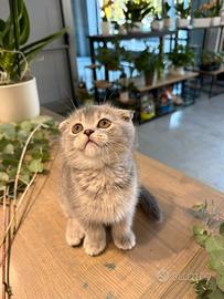 Vendessi gattina