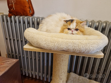 Persiana calico con pedegree