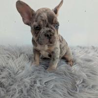 Bulldog francesi cuccioli blu