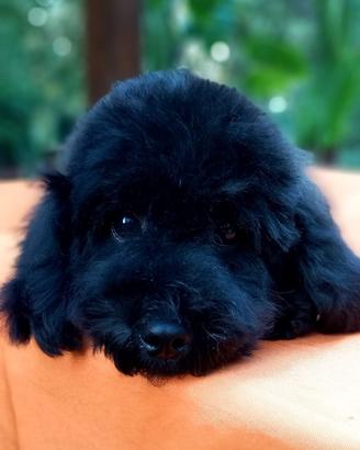 Barboncino Nano Nero