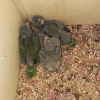 Kakariki portatori di blu 2019