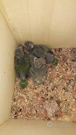 Kakariki portatori di blu 2019