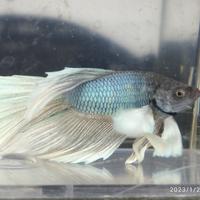 Betta Splendens (Pesce Combattente) Maschi