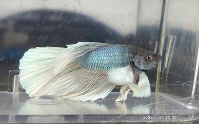 Betta Splendens (Pesce Combattente) Maschi
