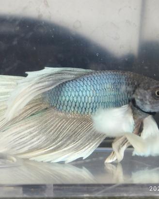 Betta Splendens (Pesce Combattente) Maschi