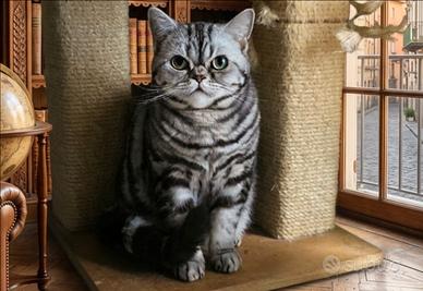 British Shorthair con pedigree