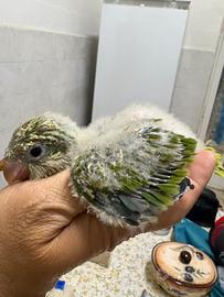 Parrochetto monaco
