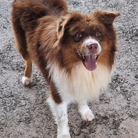 Maschio redtricolor per monta