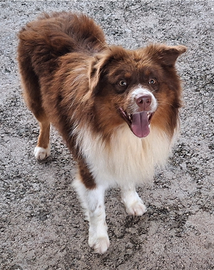 Maschio redtricolor per monta