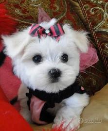 Allevamento di maltese mini toy