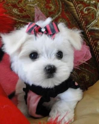 Allevamento di maltese mini toy