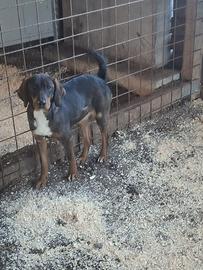 Segugi Maremano (enci)