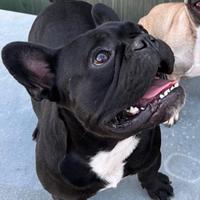 Bulldog francese (monta)