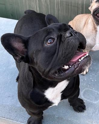 Bulldog francese (monta)