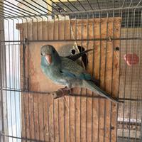 Kakariki pronti alla riproduzione