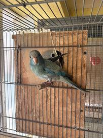 Kakariki pronti alla riproduzione