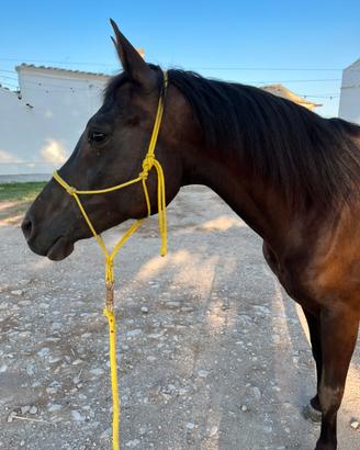 Cavalla