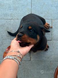 Cucciole di Rottwailer