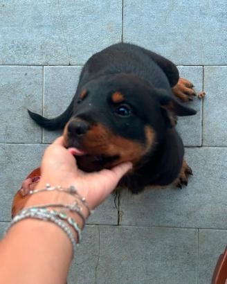 Cucciole di Rottwailer