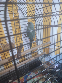 Parrocchetto dal collare