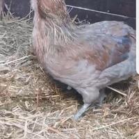 Araucana