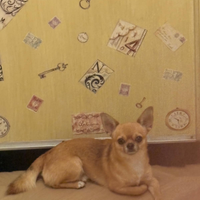 Accoppiamento chihuahua