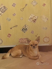 Accoppiamento chihuahua