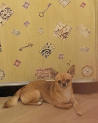 Accoppiamento chihuahua