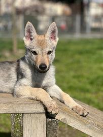 Cucciolata di Cane lupo cecoslovacco femmina