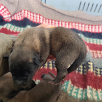 Pastore belga malinois