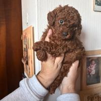 Barboncino rosso Brown Toy