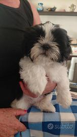 shih tzu nani