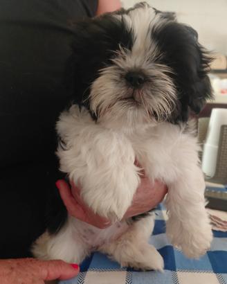 shih tzu nani